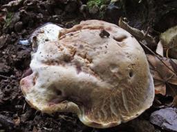 Hemileccinum depilatum