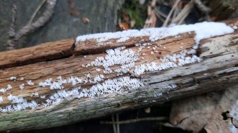 Ceratiomyxa fruticulosa