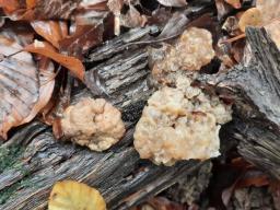 Tremella steidleri