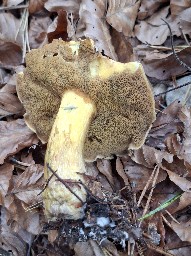 Suillus variegatus