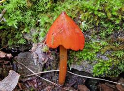 Hygrocybe conica