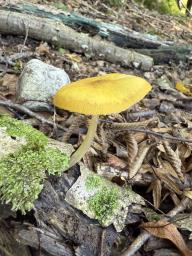 Pluteus leoninus