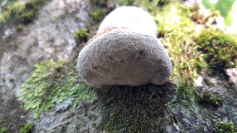 Fomes fomentarius