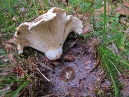 Lactifluus bertillonii