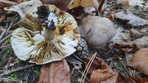 Tricholoma scalpturatum