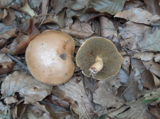 Suillus bovinus