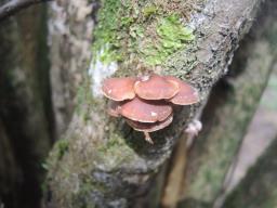 Tectella patellaris
