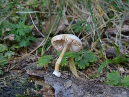 Pluteus semibulbosus