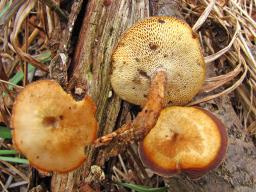 Lentinus brumalis