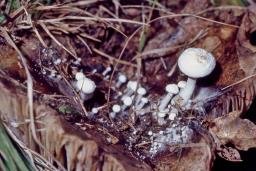 Asterophora parasitica