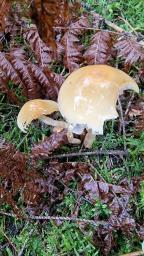 Hypholoma capnoides