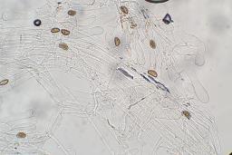 Inosperma pisciodorum