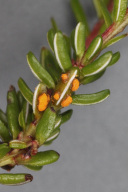 Chrysomyxa empetri