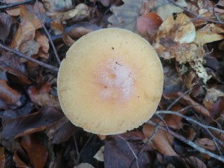 Cortinarius caperatus