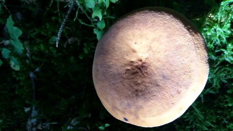 Lactifluus volemus