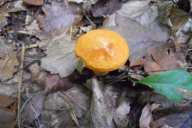 Suillus grevillei