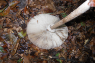 Macrolepiota procera