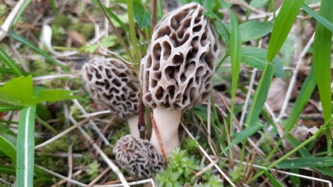 Morchella esculenta