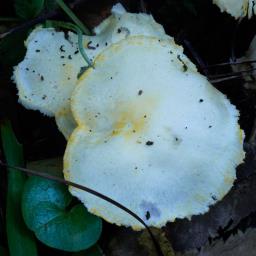 Hygrophorus chrysodon