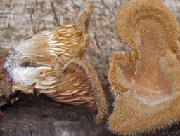 Panus neostrigosus