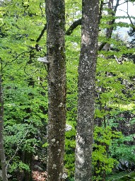 Fomes fomentarius