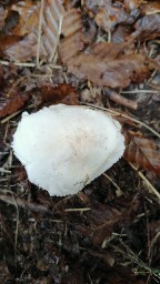 Leucoagaricus leucothites