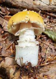 Amanita gemmata