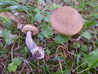 Leccinum scabrum