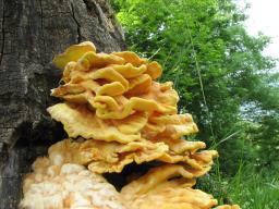 Laetiporus sulphureus