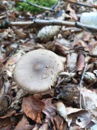 Amanita porphyria