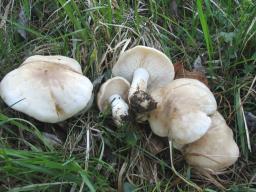 Calocybe gambosa