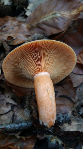 Lactarius semisanguifluus