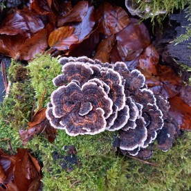 Trametes versicolor