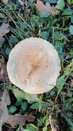 Lactarius deterrimus