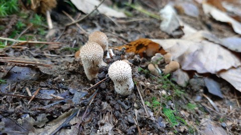 Lycoperdon perlatum