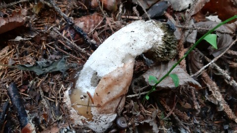 Phallus impudicus