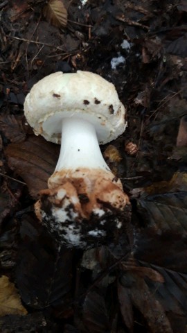 Amanita citrina