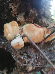 Hericium cirrhatum