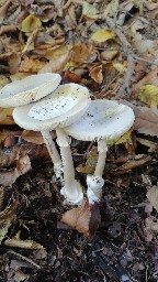 Amanita phalloides