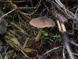 Pluteus roseipes