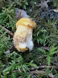 Cantharellus cibarius