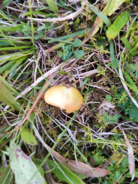 Hygrocybe citrinovirens