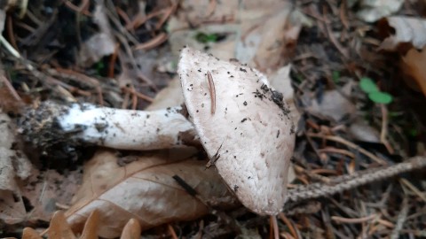 Agaricus sylvicola