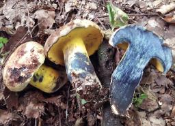 Cyanoboletus pulverulentus