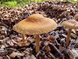 Agrocybe pediades