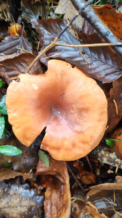 Paralepista flaccida