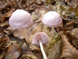 Mycena rosea