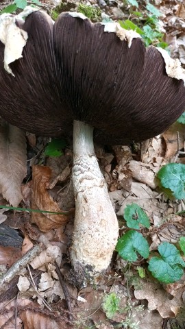 Agaricus augustus