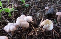 Calocybe carnea