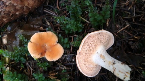 Hydnum rufescens